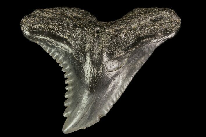 Serrated, Fossil Hemipristis Tooth - Georgia #74810